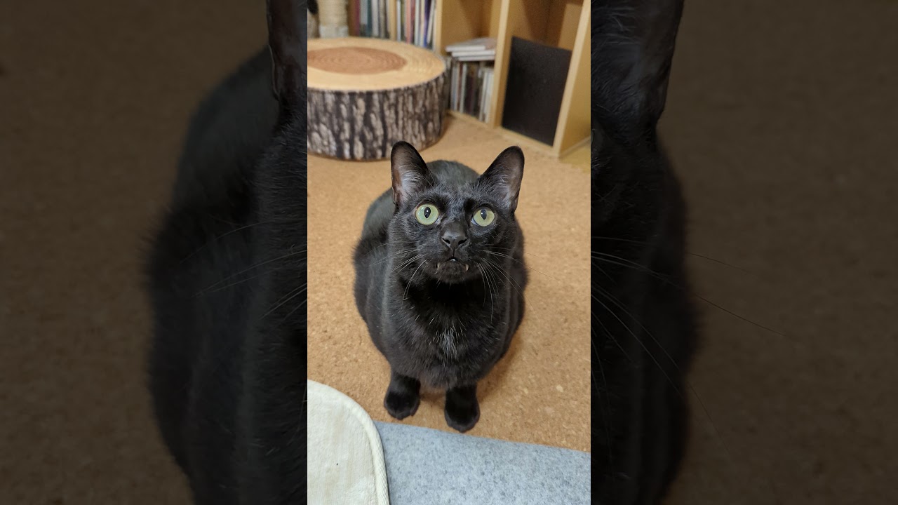 おしゃべりする黒猫 - Talking Cats - #Shorts