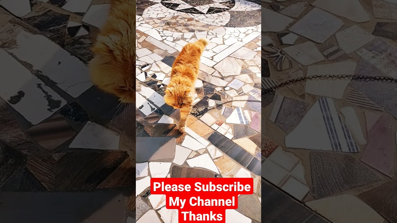 brown cat beautiful Cat Video #cat #catshorts #persiancat #browncat #youtubeshort #whitecat #animals