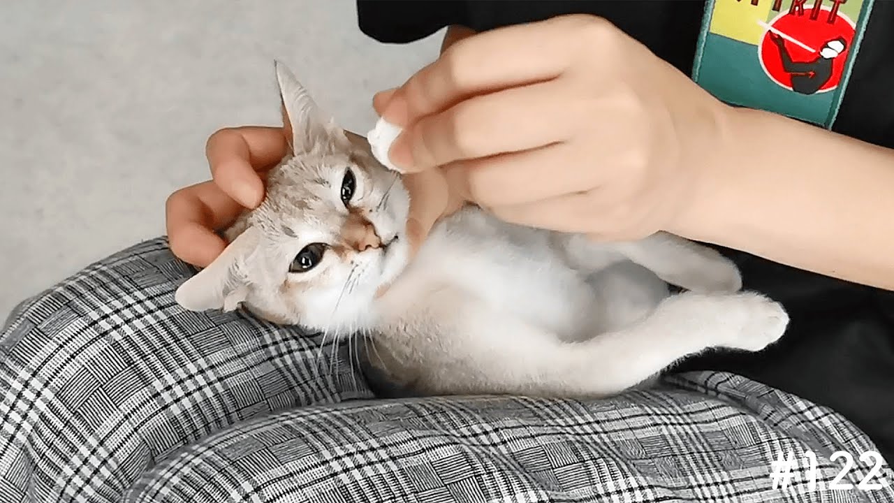 おめめ掃除を嫌がる子猫がかわいい！【シンガプーラ】