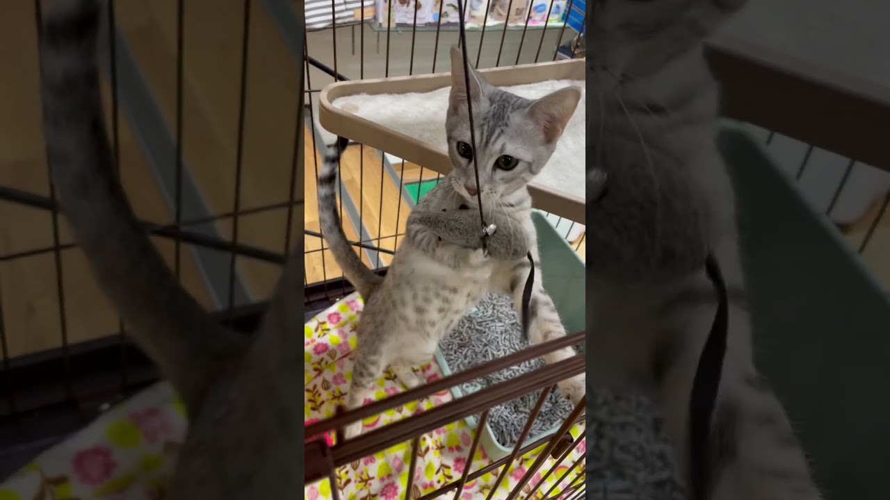 エジプシャンマウちゃんとじゃらし遊び🐱　中野店