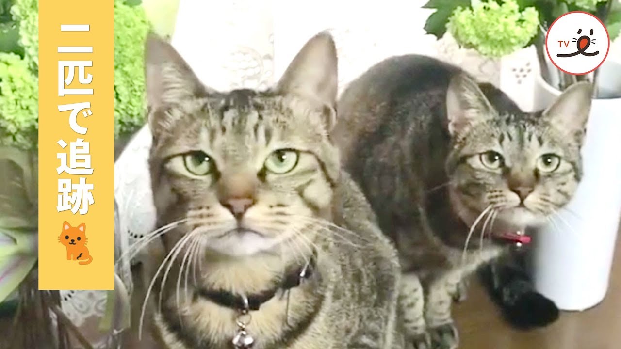 二匹で一緒に追跡中🐱 同じ動きでオモチャの動きを追うニャンコ💖【PECO TV】