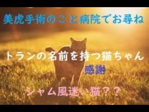 【美虎の出産最善は？病院でお尋ねしてみました】トランの名前を保護猫ちゃんに使ってくださるそうです✨(´；ω；`)🌈シャム風の迷子？