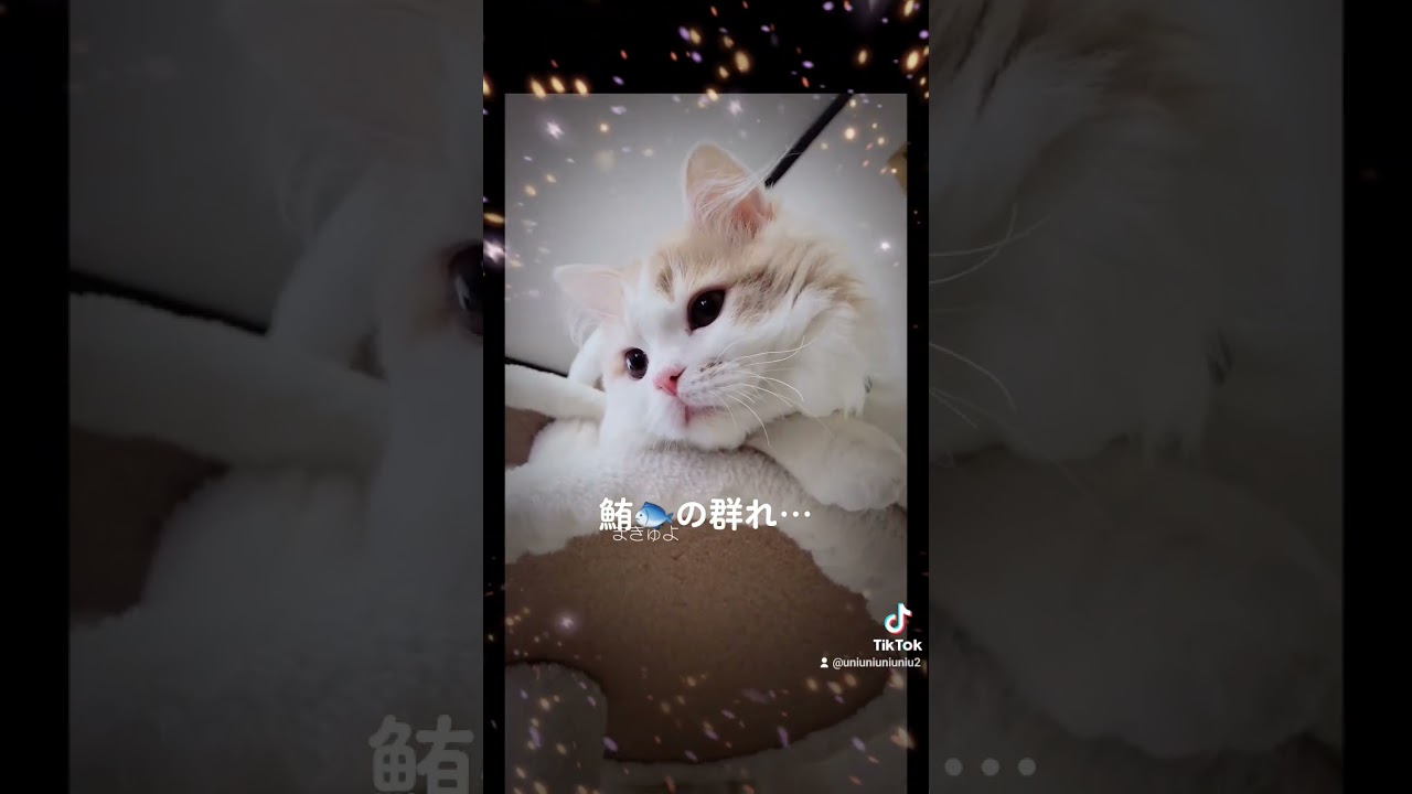 暇を持て余すしらたま神 #ラガマフィン #cat #猫動画 #子猫 #shorts