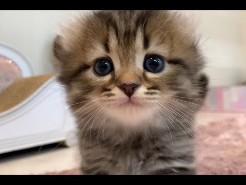 くるりんミッキーお耳が可愛い♡長足キンカロー男の子