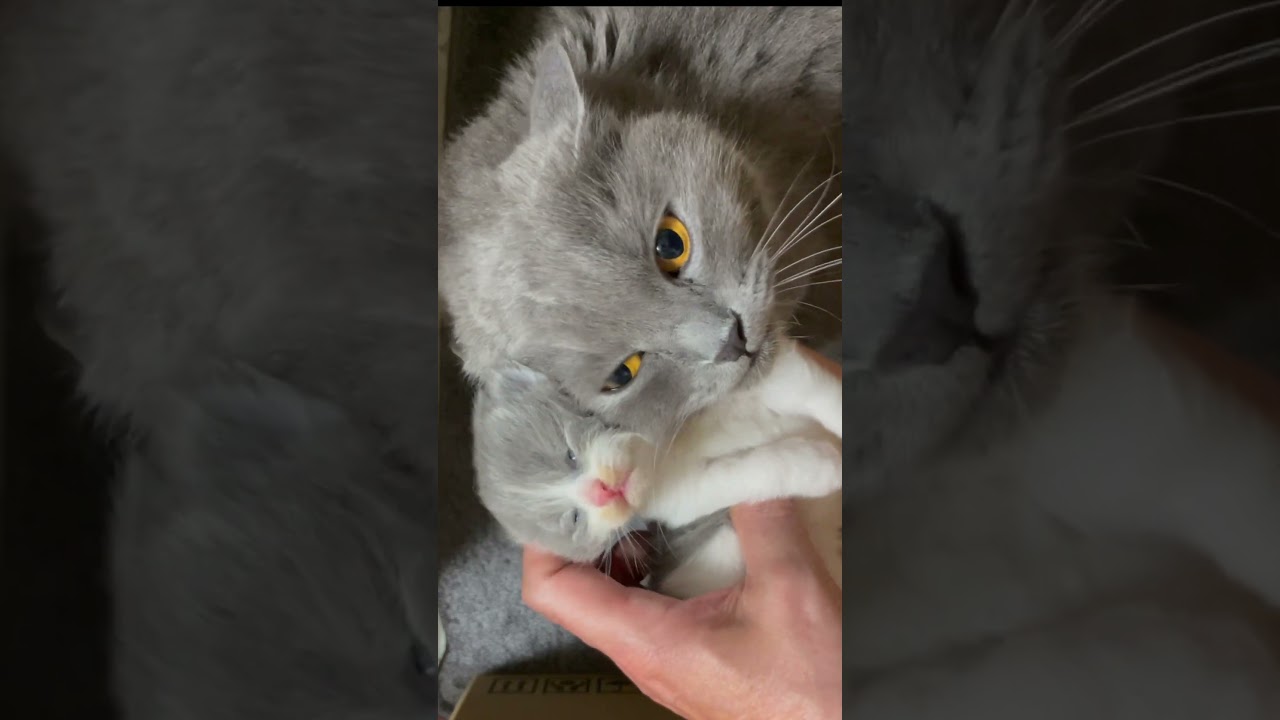 【シャルトリュー✖️ブリティッシュ子猫DAY15】#shorts