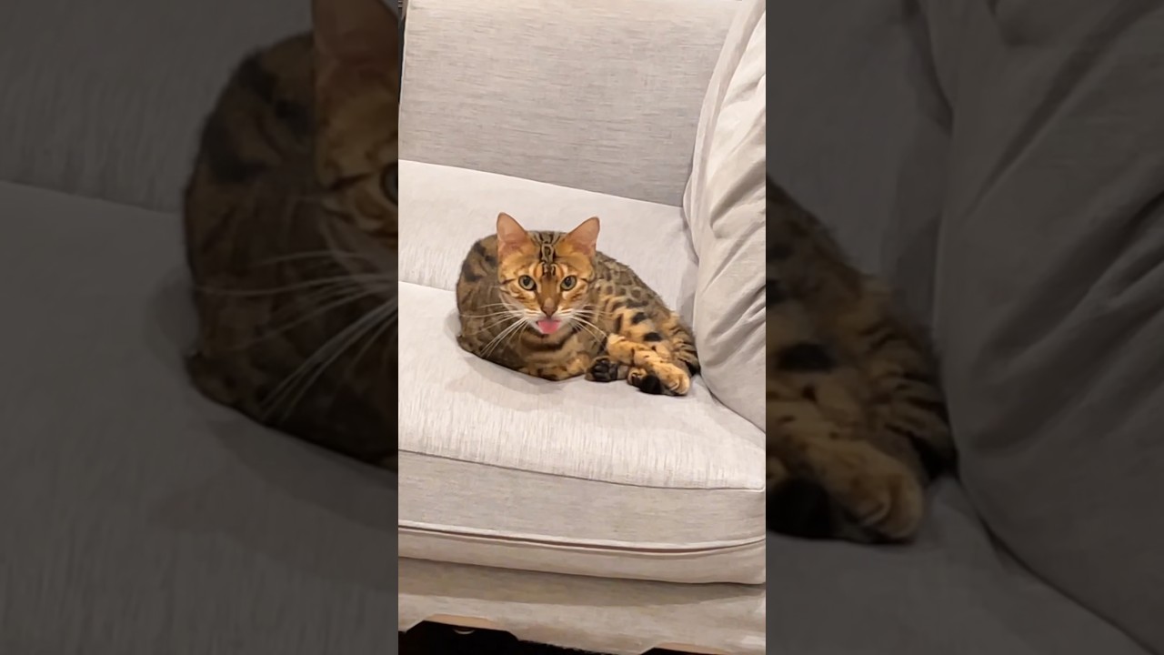 ベロ出すぎじゃね？？？ #ベンガル #ルトロゼ #猫