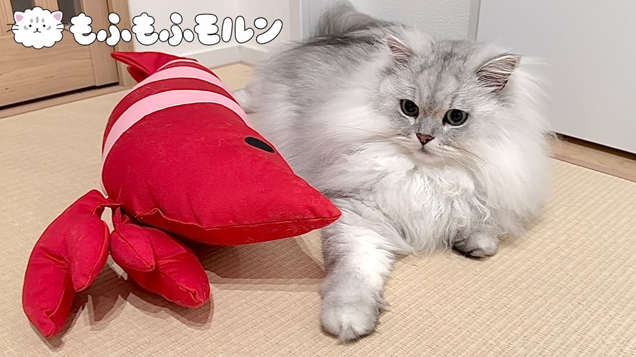 猫の前に巨大エビがあらわれた！ 【サイベリアン】