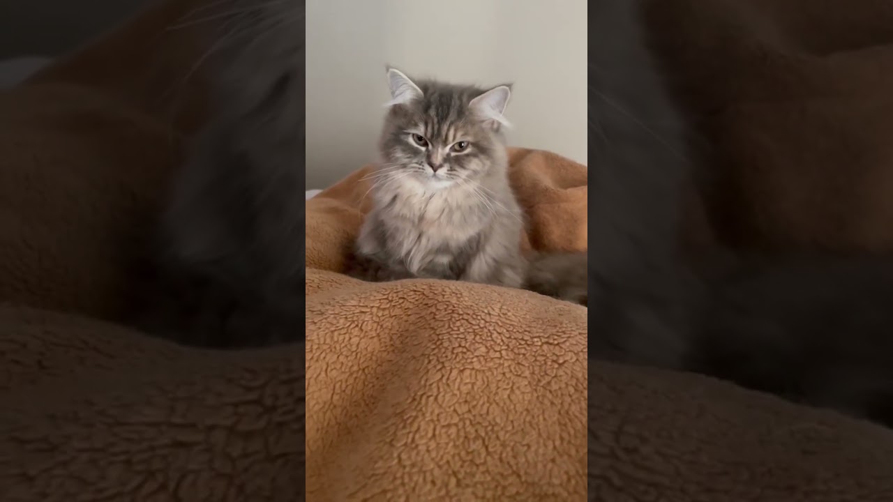 ラガマフィン一家の雌猫たち #猫のいる暮らし #ラガマフィン #子猫動画