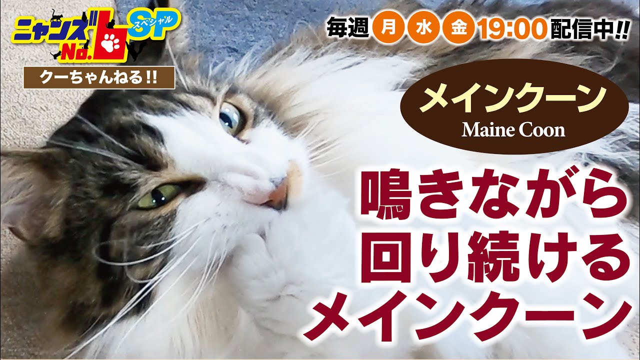 【メインクーン/Maine Coon】鳴きながら  回り続ける  メインクーン