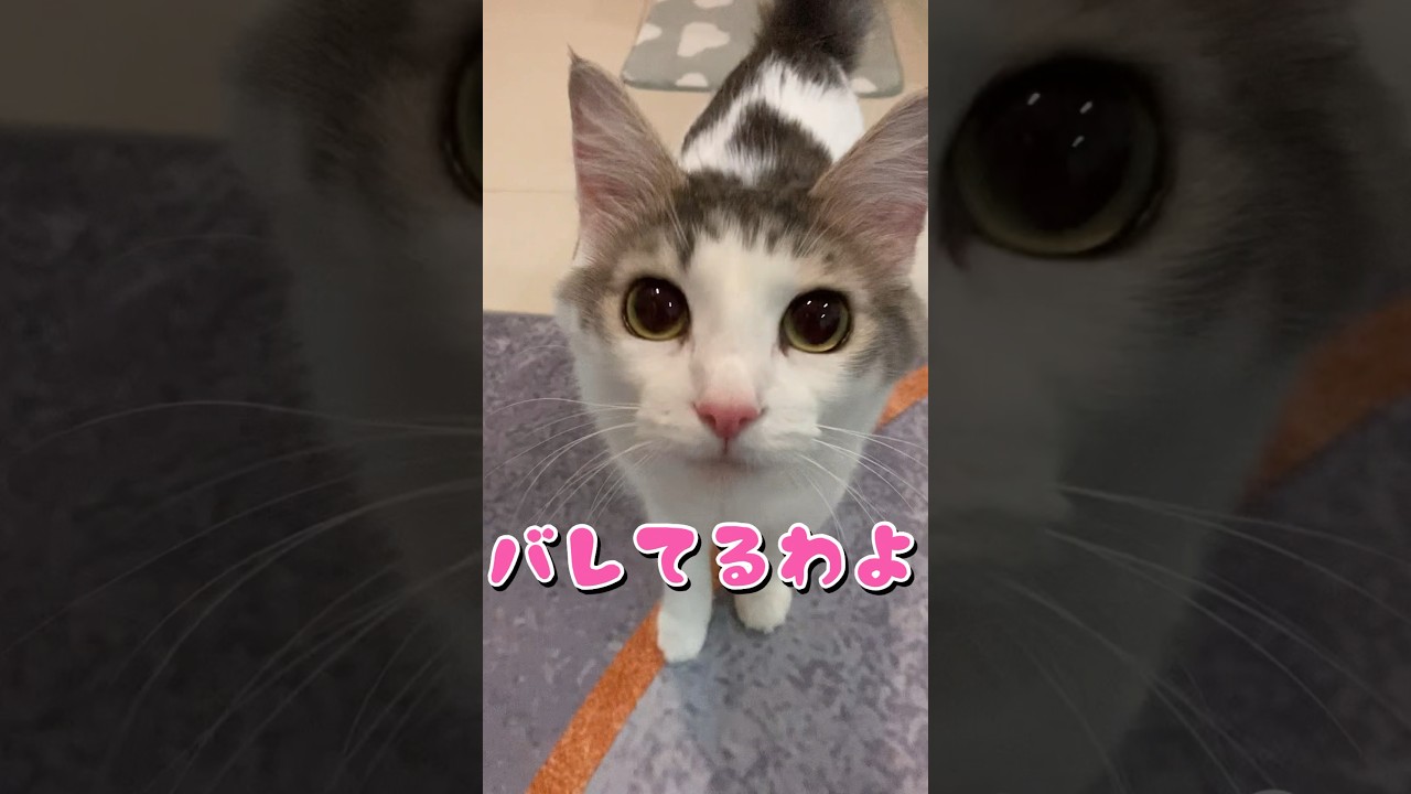 おどろく猫 #CuteCat #猫とマレーシア生活 #ノルウェージャンフォレストキャット #shorts