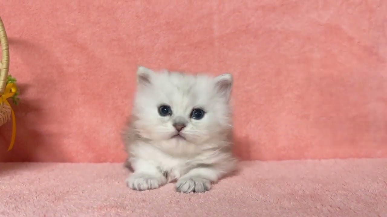 可愛いペルシャの男の子☆