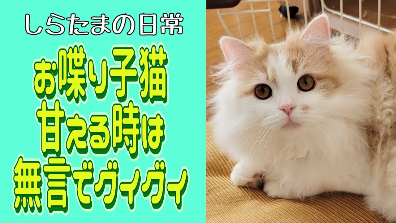 お喋り子猫、甘えるときは無言でグイグイきます笑#ラガマフィン #猫動画 #子猫 #cat