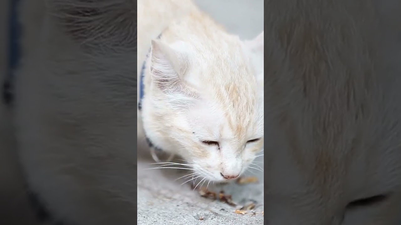 Raw Food for Cats: Is it Good or Bad?