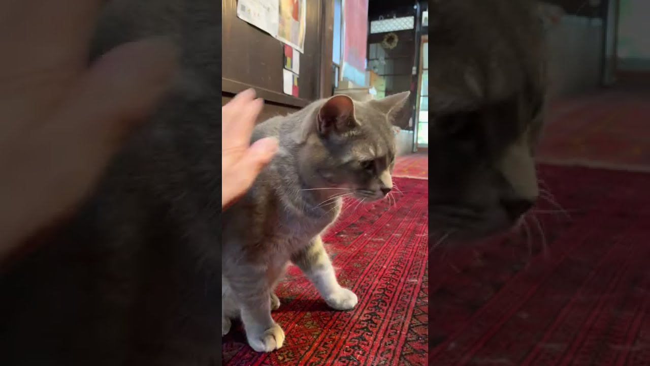 #風の猫　朝9時前から夕方４時過ぎまで自由に出たり入ったりしたので..　網戸になっても文句は言わない猫…　#shorts