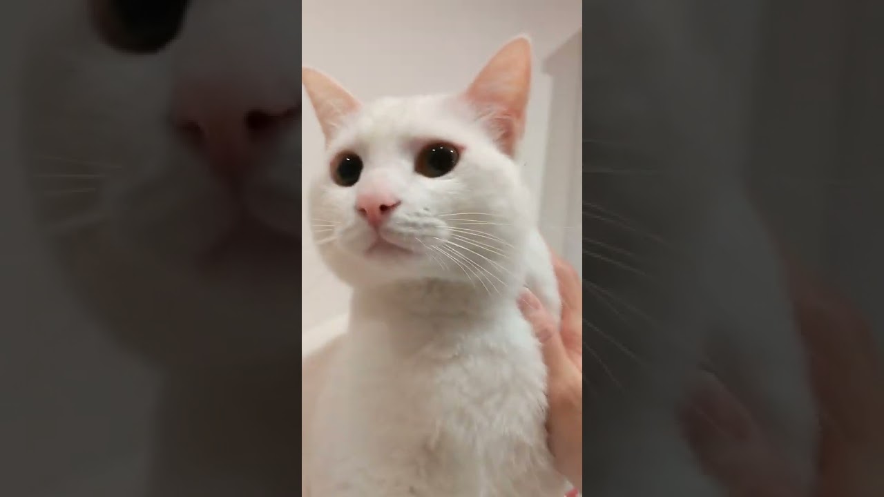 猫の顔にいたずらしたら、サムライみたいになった…w