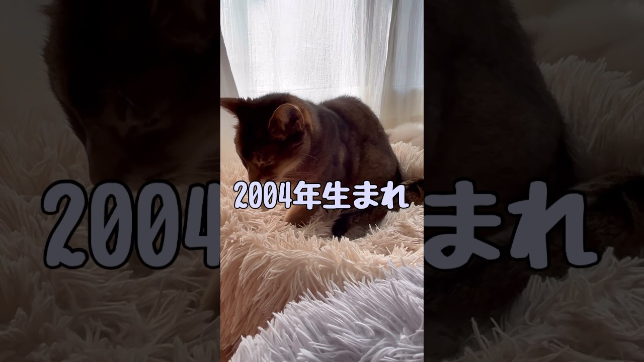 19歳のアビシニアン猫 #shorts #猫動画 #アビシニアン #cat #まな猫