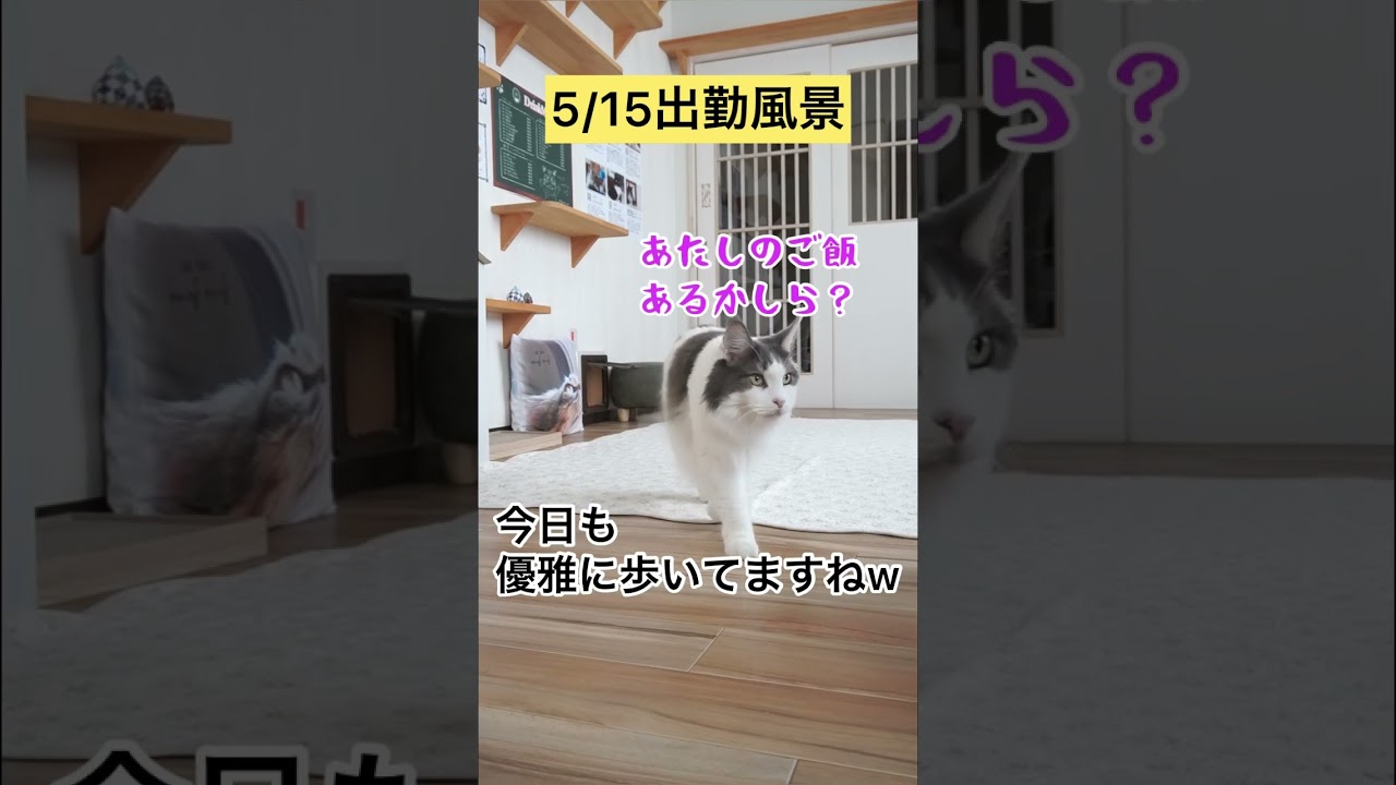 5/15出勤風景【メインクーン】 #メインクーン #猫動画おもしろい #cat