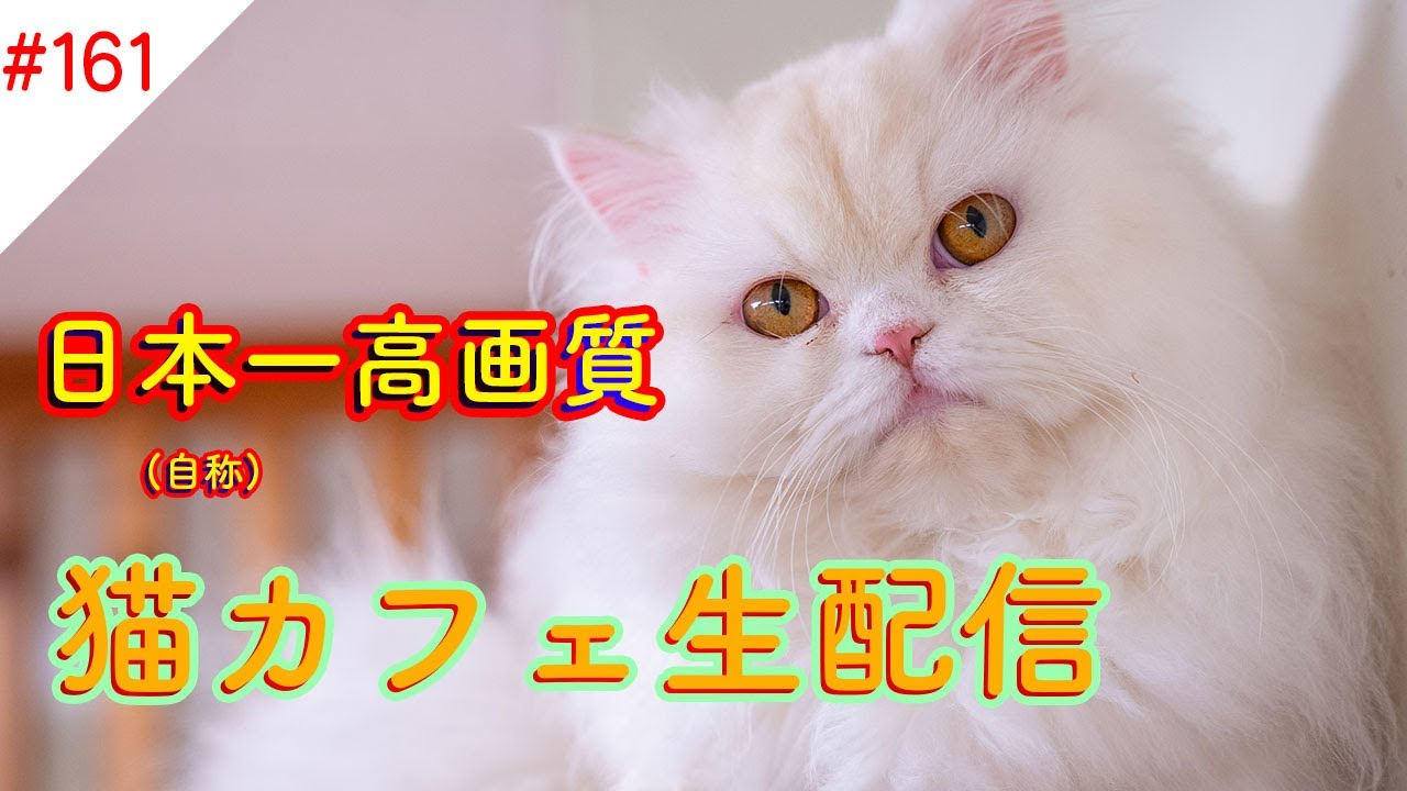 #161 日本一高画質猫カフェ生配信(自称) Virtual catcafe tour