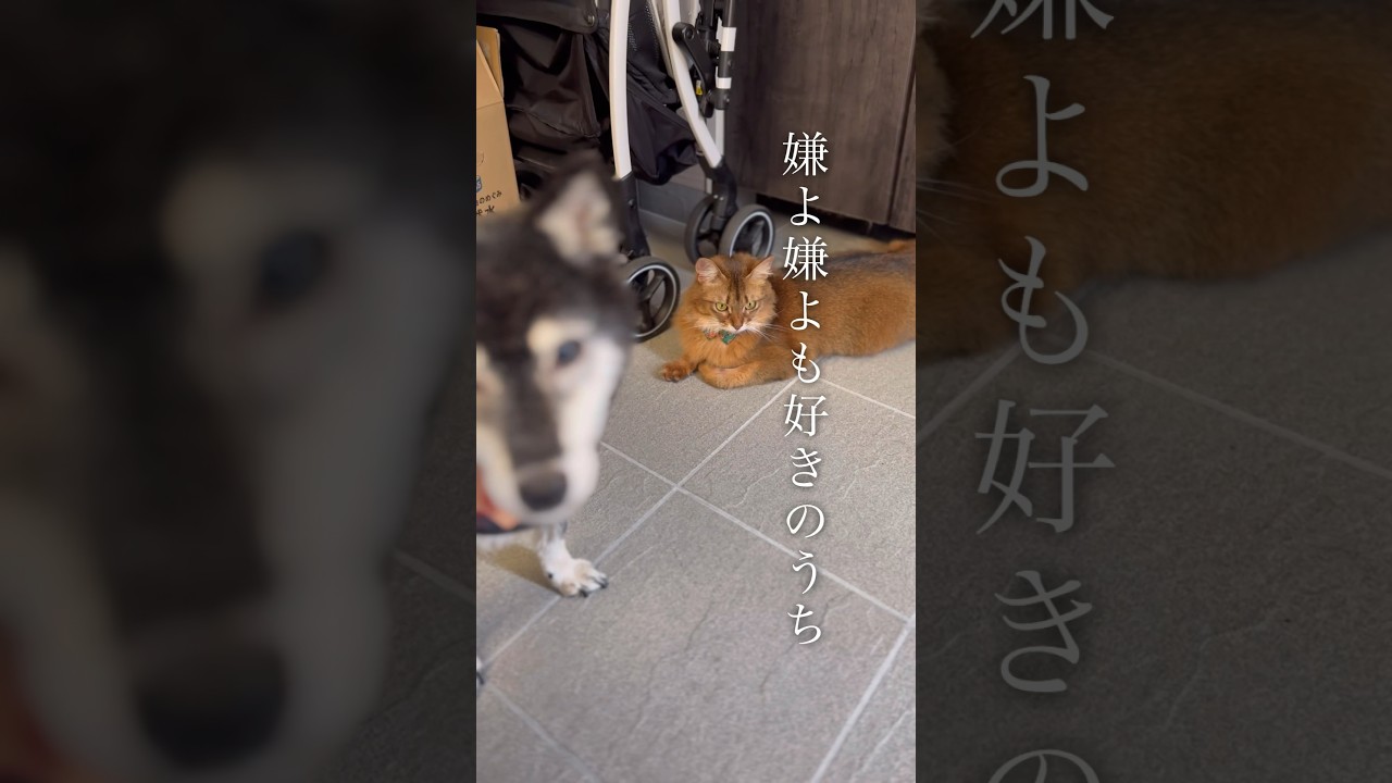 【猫のお留守番】嫌よ嫌よも好きのうち