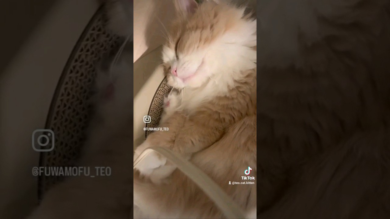 可愛いおねむシリーズ　 #scottishfold #スコティッシュフォールド #cat #scottishstraight #cats #猫 #kitten #猫のいる暮らし