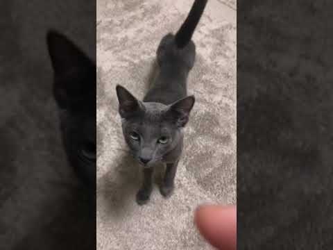 【ロシアンブルー】寝起きの爪研ぎ職人 Claw sharpening when he wake up