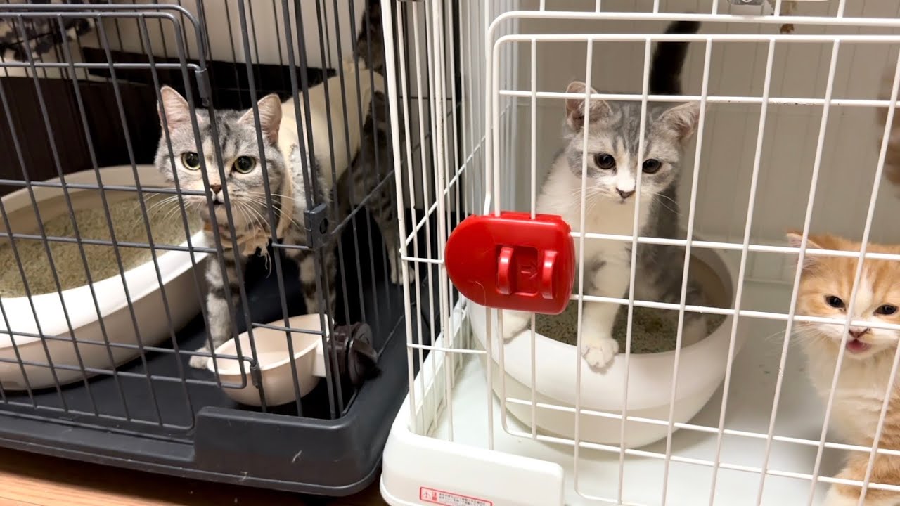 ママ猫と子猫の別居生活が始まります。