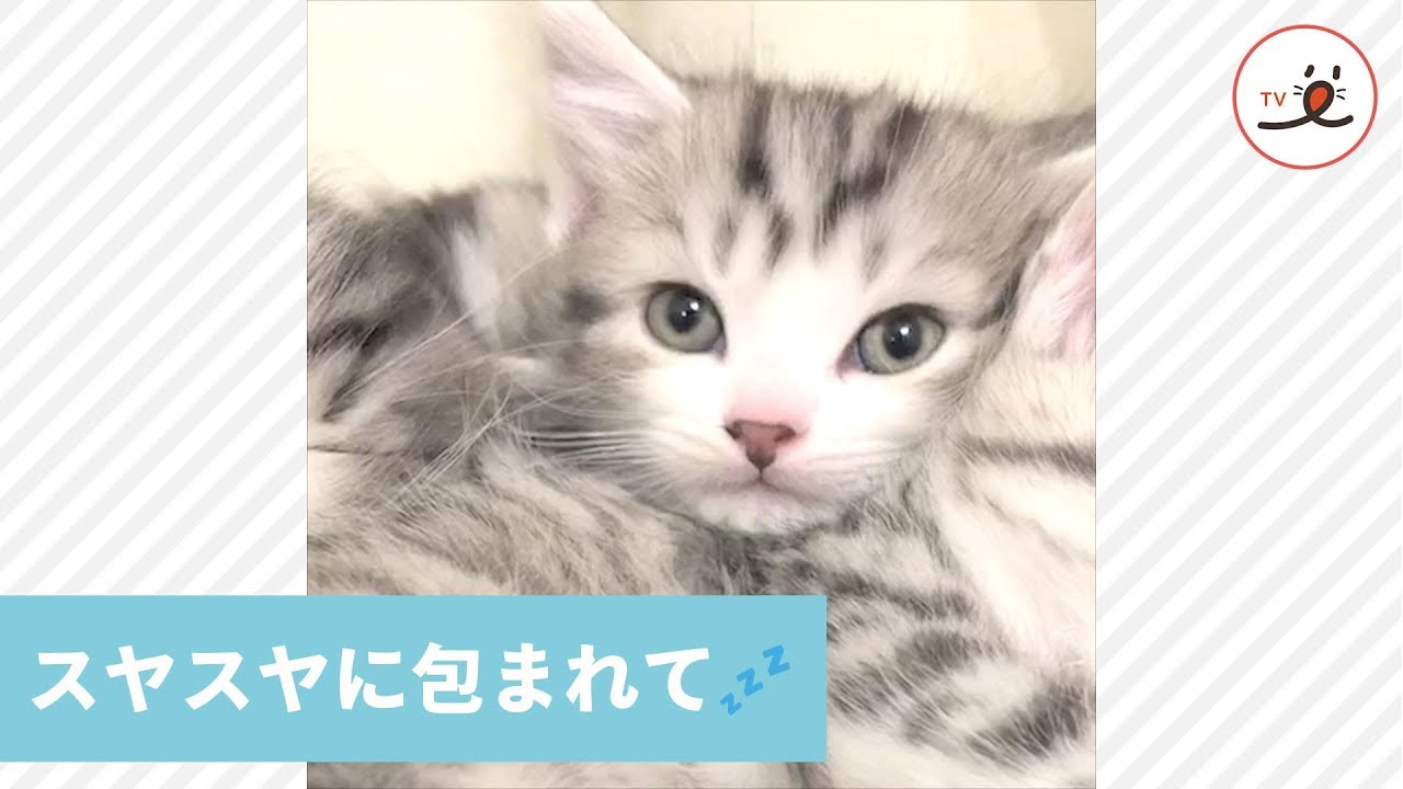 みんな寝ちゃった💤 ぼくも一緒に眠るニャン😼⭐️【PECO TV】