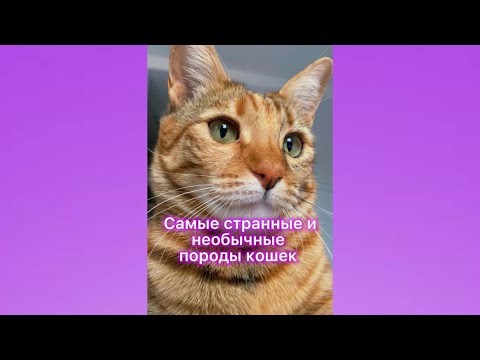 Самые странные и необычные породы кошек.#shorts