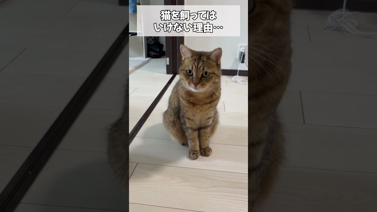 猫を飼わない方が良い理由を教えます…　#shorts