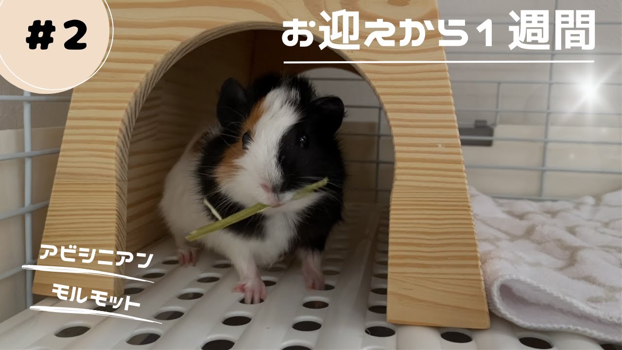 【モルモット】我が家に来て１週間が経ちました【アビシニアン】