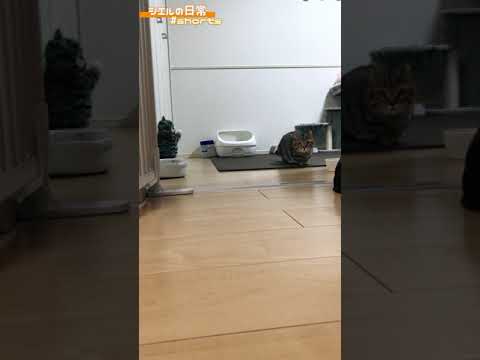 隠れてるつもりの猫が可愛すぎるww　/キンカロー　マンチカン×アメリカンカール　#Shorts