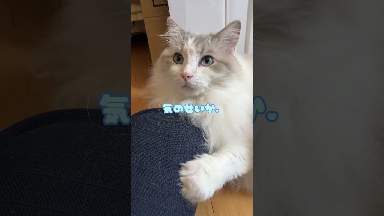 母ちゃんの膝枕で寝る猫#ラグドール #猫 #膝枕