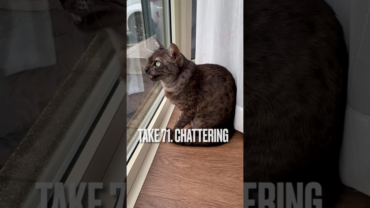 なんとも迫力のない#クラッキング をする #猫 にゃ #chattering #エジプシャンマウ #ねこ #shorts