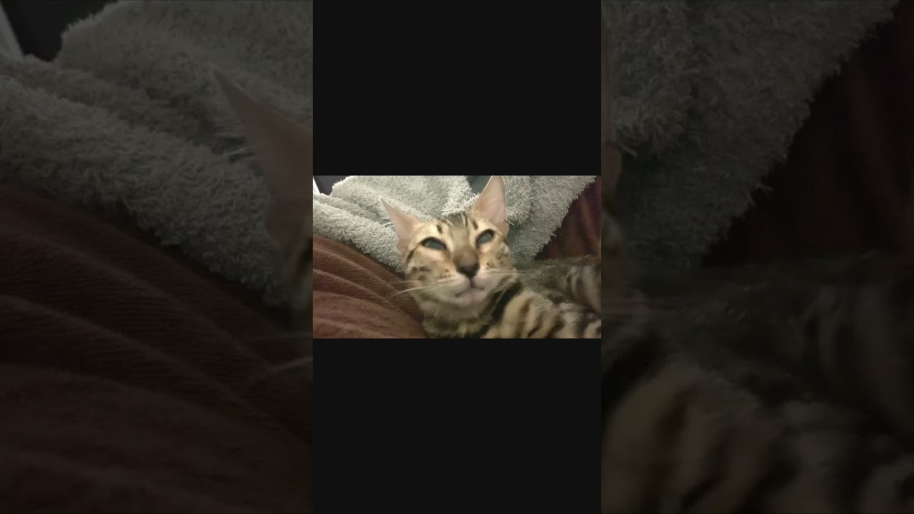 引っ越した翌朝の猫　#ベンガル #猫マッサージ