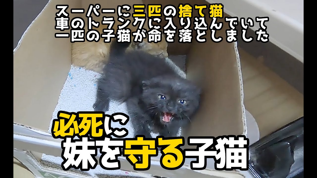 【またもや子猫保護】この1ヶ月で８匹目の子猫保護となりました。スーパーに捨てられていた３匹の＃子猫