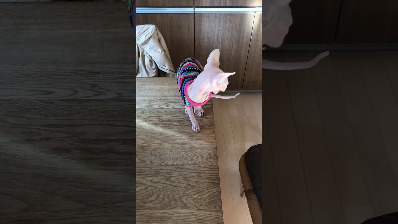 猫撫で声でオネダリ上手なオッドアイ猫