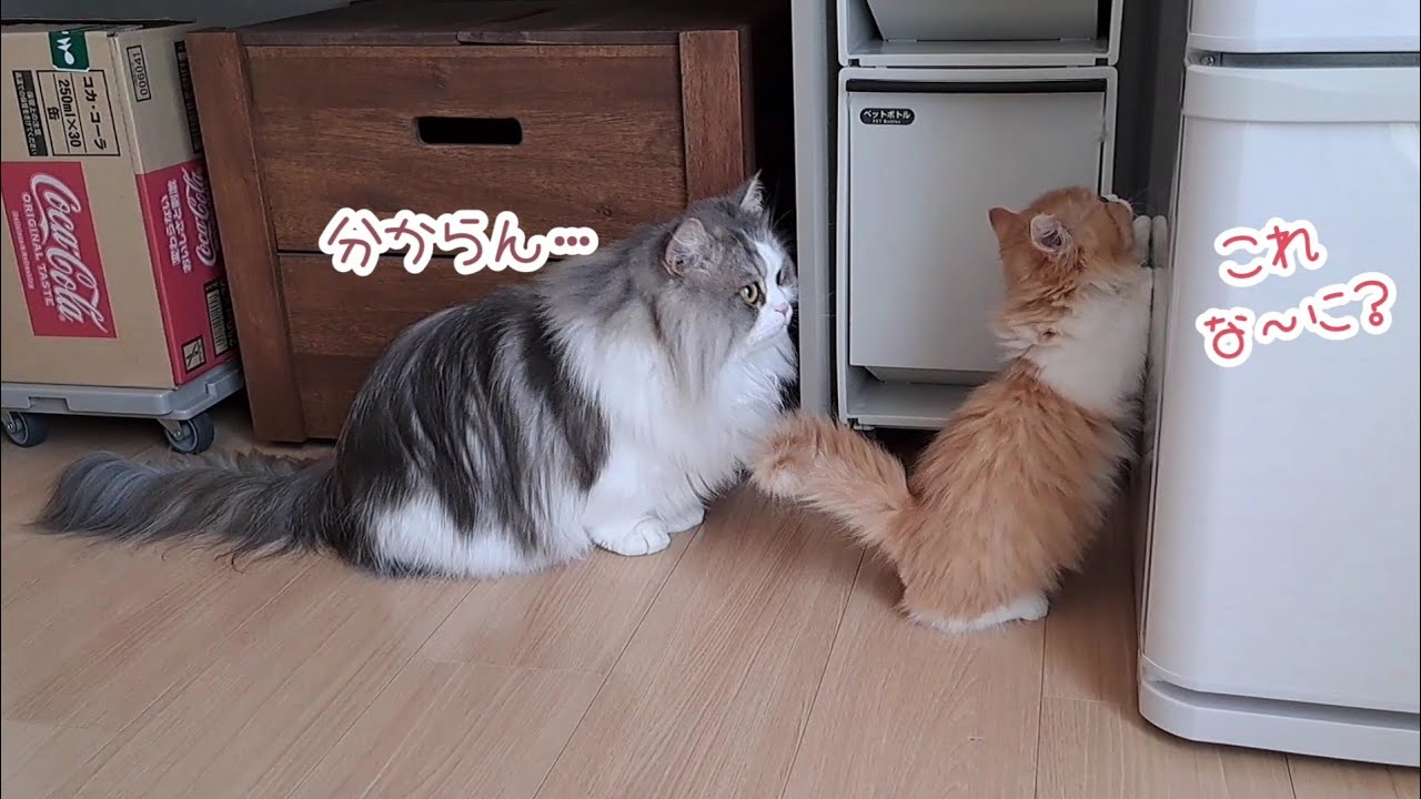 【マンチカン】子猫のお部屋探索に寄り添う兄猫、仲良し兄弟猫に癒やされる