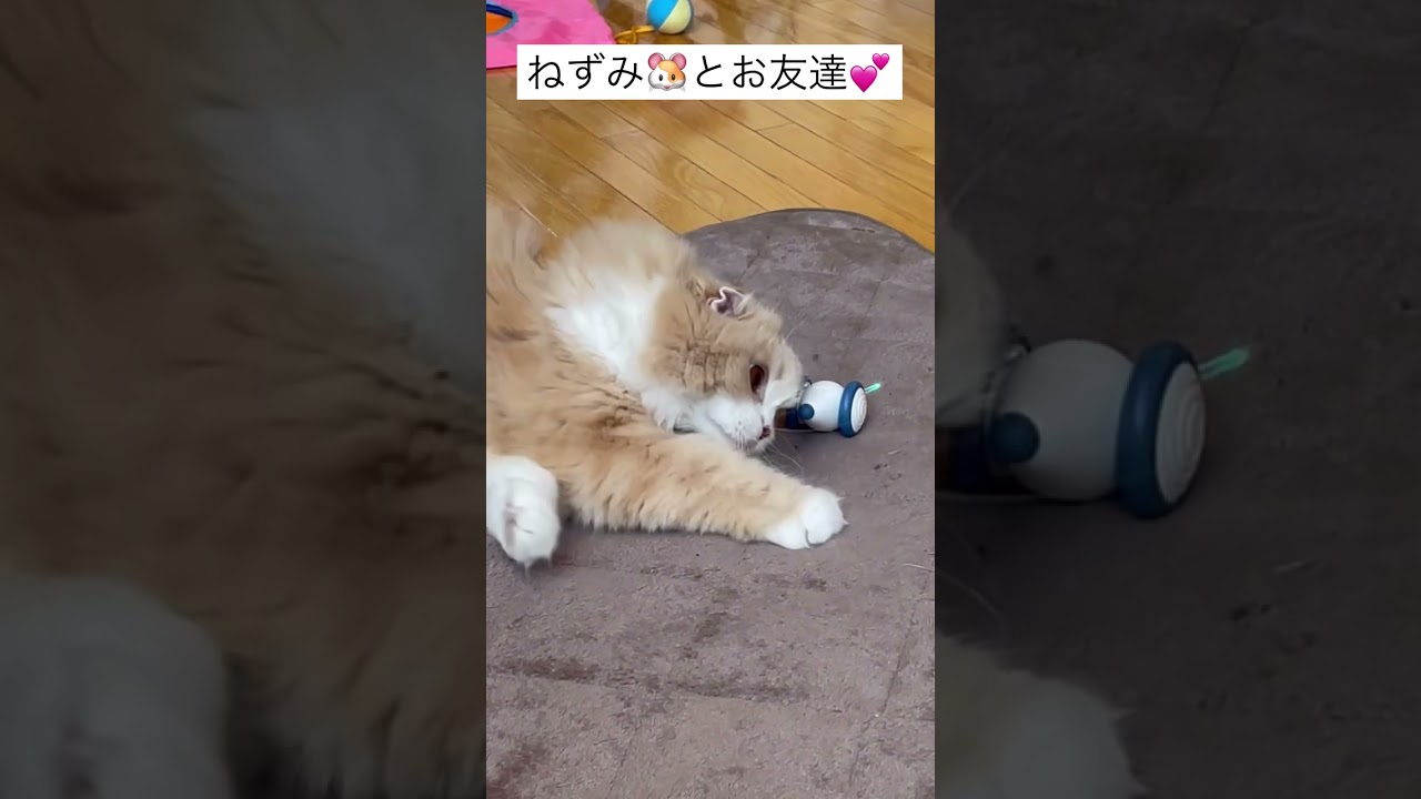 【スコティッシュフォールド】猫がネズミおもちゃと仲良し💕#Shortsほてちゃん
