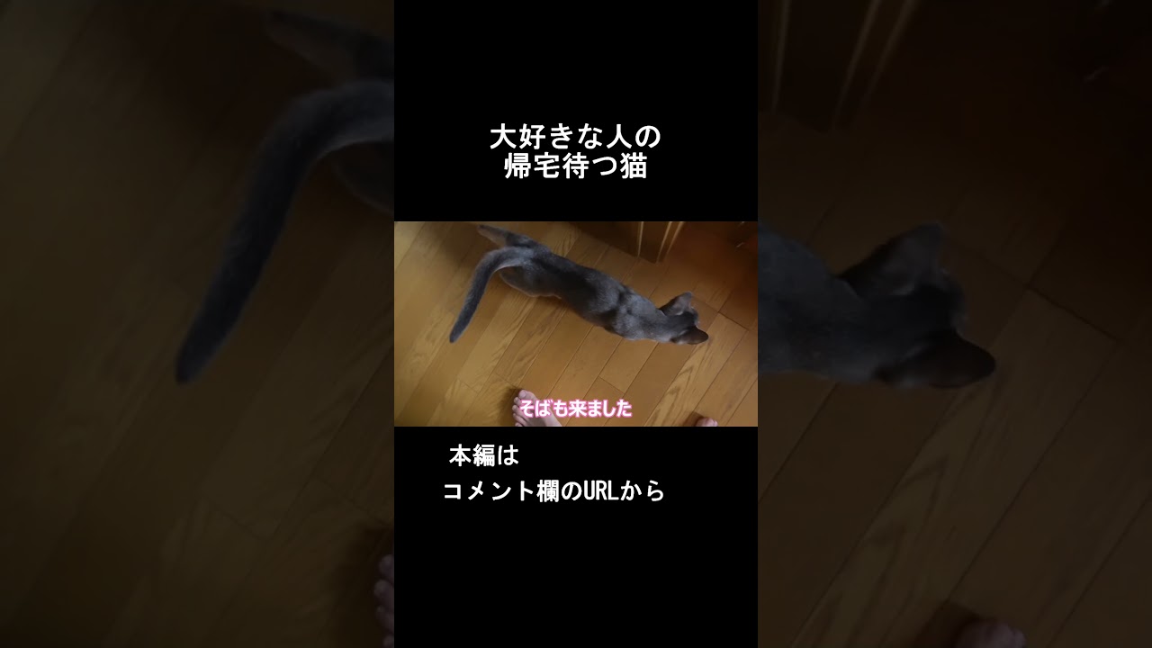 大好きな人を待つ #shorts【スコティッシュフォールド】【アビシニアン】