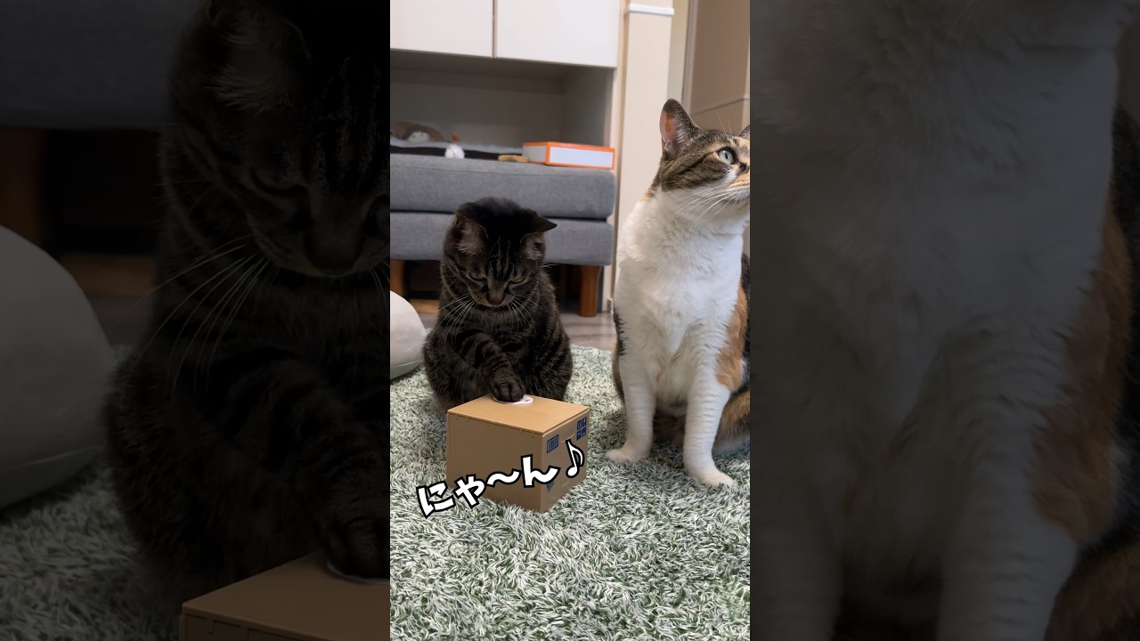 猫も貯金をする？貯金箱を使いこなす猫【俺の特技を見せちゃうぜ】 #猫 #cat #short