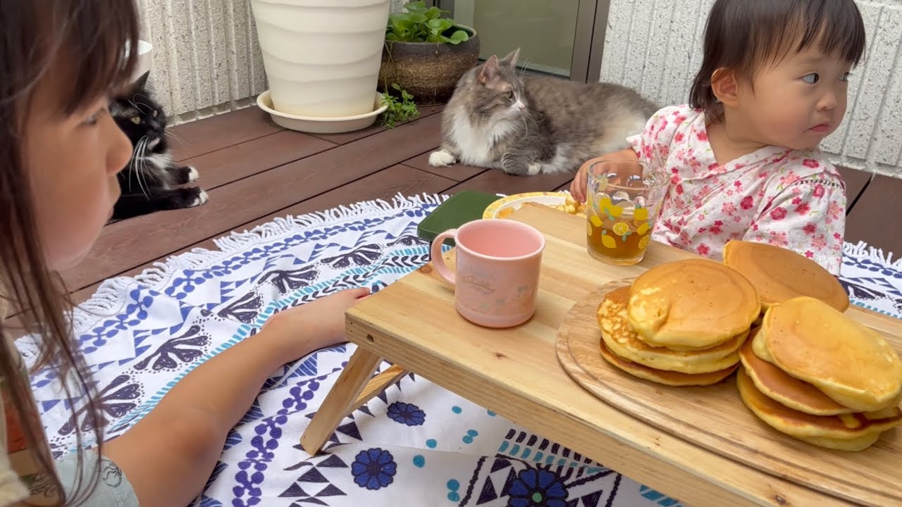 ふかふかのお腹を見た娘から枕代わりにされる猫　ノルウェージャンフォレストキャット　cat used as pillow by daughter