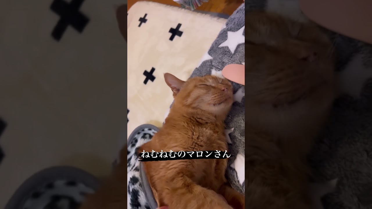 #猫#保護猫#猫のいる暮らし#先住猫#新入猫#譲渡会#cat#ネコ#ねこ#猫好き#茶トラ#黒猫#鍵尻尾#ボブテイル#茶トラ女子部