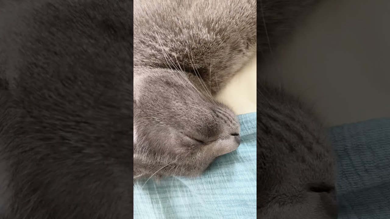 Cute cat sleeping comfy #shorts