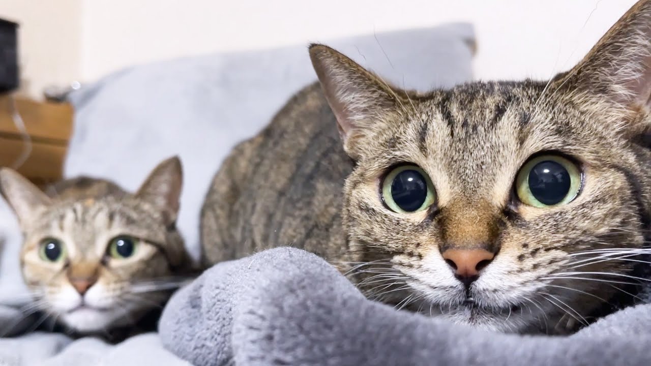 敏速に動く○○におめめまんまるになっちゃった猫がこちらです…