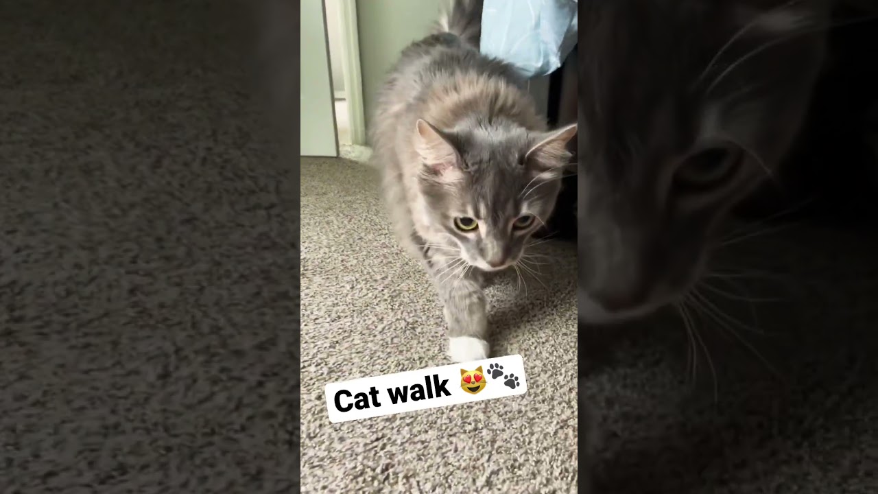 Cute Maine Coon’s Cat Walk 😻 | #shorts #cutecat #cat #catwalk #viral #trending #catvideos #catlife