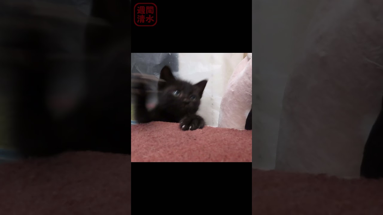 指にじゃれる黒猫の子猫 #shorts Cute kitty cat. 保護猫 可愛い 女の子 まっくろくろすけ