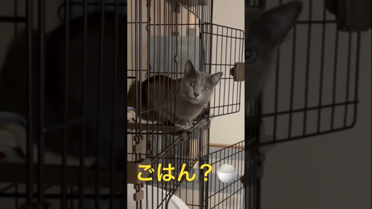 ご飯芸を続けると猫はこうなります（ロシアンブルー）#shorts