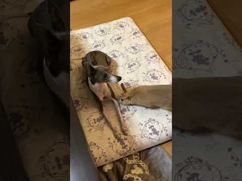 距離が近づいてきた（⁉︎）イタグレとうさぎ【#shorts】#イタグレ　#うさぎ　#bunny #犬　#イタリアングレーハウンド