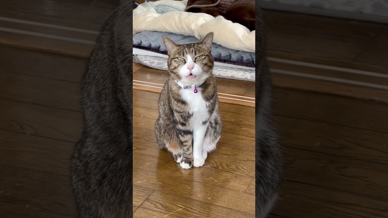 何か言ってる【猫のルナ】