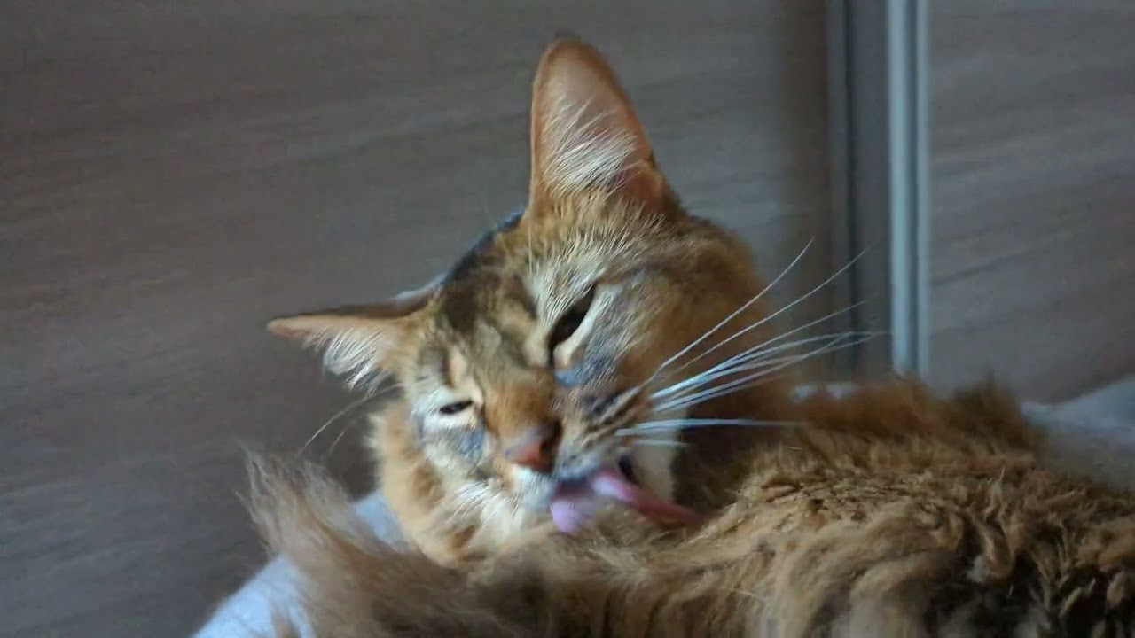 【513日目】朝起きてみたら #ソマリ #cat